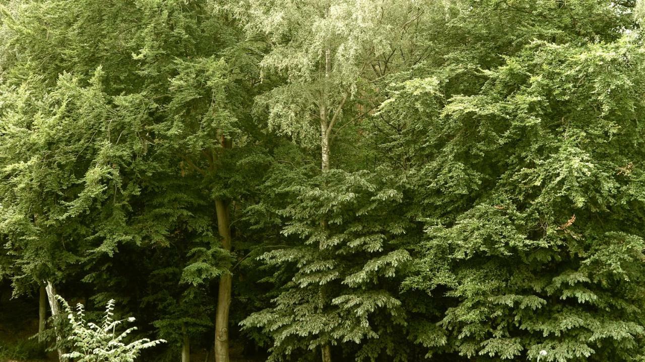 Lesny Zakatek Daire Sopot Dış mekan fotoğraf